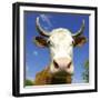 Brown Holstein Cow In The Field Looking At You-Volokhatiuk-Framed Photographic Print