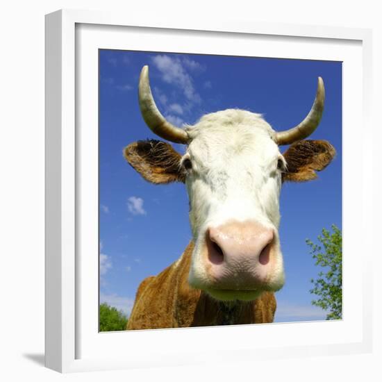 Brown Holstein Cow In The Field Looking At You-Volokhatiuk-Framed Photographic Print