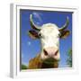 Brown Holstein Cow In The Field Looking At You-Volokhatiuk-Framed Photographic Print