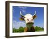 Brown Holstein Cow In The Field Looking At You-Volokhatiuk-Framed Photographic Print