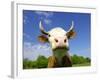 Brown Holstein Cow In The Field Looking At You-Volokhatiuk-Framed Photographic Print