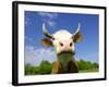 Brown Holstein Cow In The Field Looking At You-Volokhatiuk-Framed Photographic Print