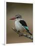 Brown-hooded kingfisher (Halcyon albiventris), Kruger National Park, South Africa, Africa-James Hager-Framed Photographic Print