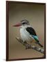 Brown-hooded kingfisher (Halcyon albiventris), Kruger National Park, South Africa, Africa-James Hager-Framed Photographic Print