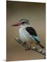 Brown-hooded kingfisher (Halcyon albiventris), Kruger National Park, South Africa, Africa-James Hager-Mounted Photographic Print