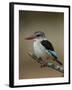 Brown-hooded kingfisher (Halcyon albiventris), Kruger National Park, South Africa, Africa-James Hager-Framed Photographic Print