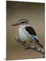 Brown-hooded kingfisher (Halcyon albiventris), Kruger National Park, South Africa, Africa-James Hager-Mounted Photographic Print