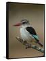 Brown-hooded kingfisher (Halcyon albiventris), Kruger National Park, South Africa, Africa-James Hager-Framed Stretched Canvas