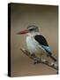 Brown-hooded kingfisher (Halcyon albiventris), Kruger National Park, South Africa, Africa-James Hager-Stretched Canvas
