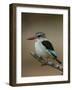 Brown-hooded kingfisher (Halcyon albiventris), Kruger National Park, South Africa, Africa-James Hager-Framed Photographic Print