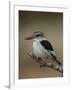 Brown-hooded kingfisher (Halcyon albiventris), Kruger National Park, South Africa, Africa-James Hager-Framed Photographic Print