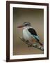 Brown-hooded kingfisher (Halcyon albiventris), Kruger National Park, South Africa, Africa-James Hager-Framed Photographic Print