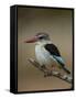 Brown-hooded kingfisher (Halcyon albiventris), Kruger National Park, South Africa, Africa-James Hager-Framed Stretched Canvas