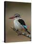 Brown-hooded kingfisher (Halcyon albiventris), Kruger National Park, South Africa, Africa-James Hager-Stretched Canvas