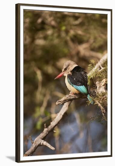 Brown-Hooded Kingfisher-Michele Westmorland-Framed Premium Photographic Print