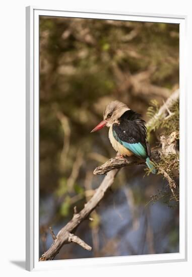 Brown-Hooded Kingfisher-Michele Westmorland-Framed Premium Photographic Print