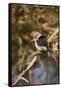 Brown-Hooded Kingfisher-Michele Westmorland-Framed Stretched Canvas