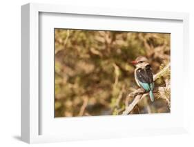 Brown-Hooded Kingfisher-Michele Westmorland-Framed Photographic Print