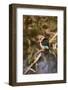 Brown-Hooded Kingfisher-Michele Westmorland-Framed Photographic Print