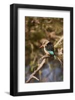 Brown-Hooded Kingfisher-Michele Westmorland-Framed Photographic Print