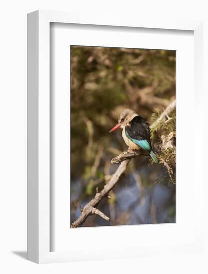 Brown-Hooded Kingfisher-Michele Westmorland-Framed Photographic Print