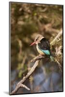 Brown-Hooded Kingfisher-Michele Westmorland-Mounted Photographic Print