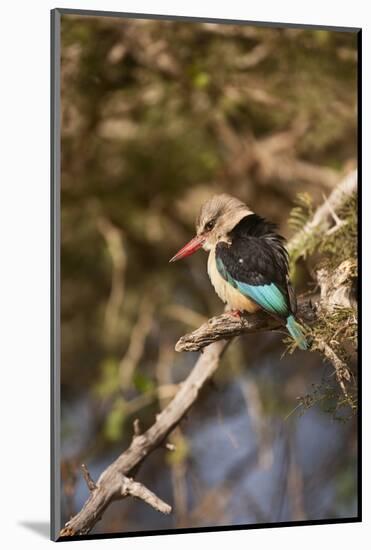 Brown-Hooded Kingfisher-Michele Westmorland-Mounted Photographic Print