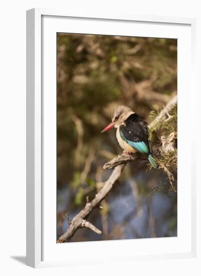 Brown-Hooded Kingfisher-Michele Westmorland-Framed Photographic Print