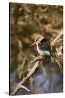 Brown-Hooded Kingfisher-Michele Westmorland-Stretched Canvas