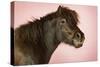 Brown Horse Against Pink Background, Close-Up of Head-null-Stretched Canvas