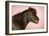 Brown Horse Against Pink Background, Close-Up of Head-null-Framed Photo