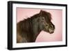 Brown Horse Against Pink Background, Close-Up of Head-null-Framed Photo