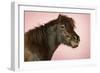 Brown Horse Against Pink Background, Close-Up of Head-null-Framed Photo