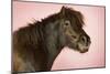 Brown Horse Against Pink Background, Close-Up of Head-null-Mounted Photo