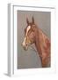 Brown Horse-null-Framed Art Print