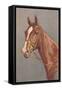 Brown Horse-null-Framed Stretched Canvas