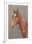 Brown Horse-null-Framed Art Print