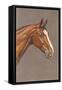 Brown Horse-null-Framed Stretched Canvas