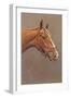 Brown Horse-null-Framed Art Print