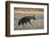 Brown hyaena (Hyaena brunnea), Kgalagadi Transfrontier Park-Ann and Steve Toon-Framed Photographic Print