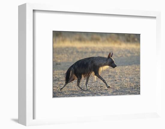 Brown hyaena (Hyaena brunnea), Kgalagadi Transfrontier Park-Ann and Steve Toon-Framed Photographic Print