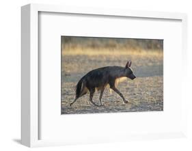 Brown hyaena (Hyaena brunnea), Kgalagadi Transfrontier Park-Ann and Steve Toon-Framed Photographic Print