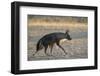 Brown hyaena (Hyaena brunnea), Kgalagadi Transfrontier Park-Ann and Steve Toon-Framed Photographic Print