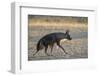 Brown hyaena (Hyaena brunnea), Kgalagadi Transfrontier Park-Ann and Steve Toon-Framed Photographic Print