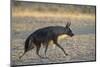 Brown hyaena (Hyaena brunnea), Kgalagadi Transfrontier Park-Ann and Steve Toon-Mounted Photographic Print