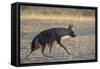 Brown hyaena (Hyaena brunnea), Kgalagadi Transfrontier Park-Ann and Steve Toon-Framed Stretched Canvas