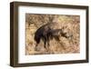 Brown hyaena walking through dry grass, Namibia-Sylvain Cordier-Framed Photographic Print