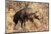 Brown hyaena walking through dry grass, Namibia-Sylvain Cordier-Mounted Photographic Print