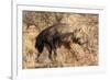 Brown hyaena walking through dry grass, Namibia-Sylvain Cordier-Framed Photographic Print