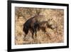Brown hyaena walking through dry grass, Namibia-Sylvain Cordier-Framed Photographic Print